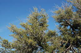 Plancia ëd Cercocarpus ledifolius var. intercedens C. K. Schneid.