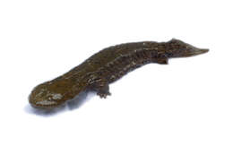 Image of giant salamanders and hellbenders