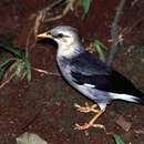 Image of Black-winged Starling