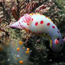 Sivun Hypselodoris bennetti (Angas 1864) kuva