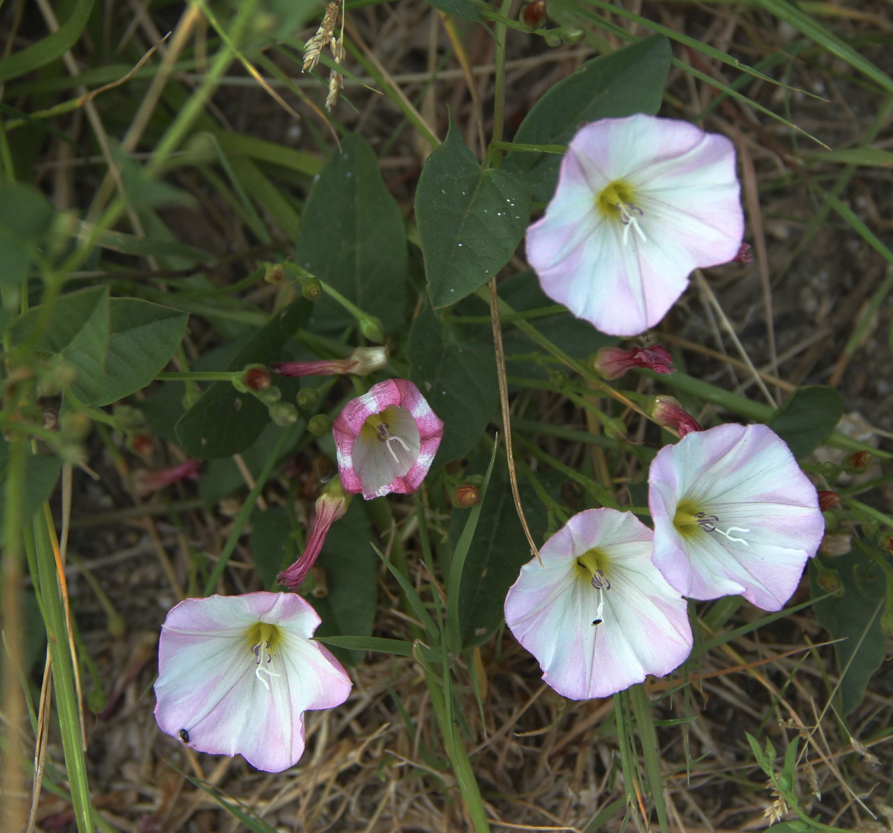 Image of bindweed