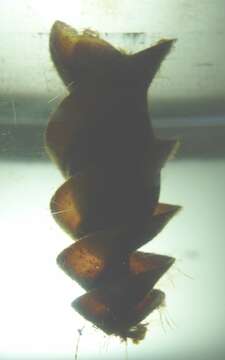 Image of Bullhead Shark