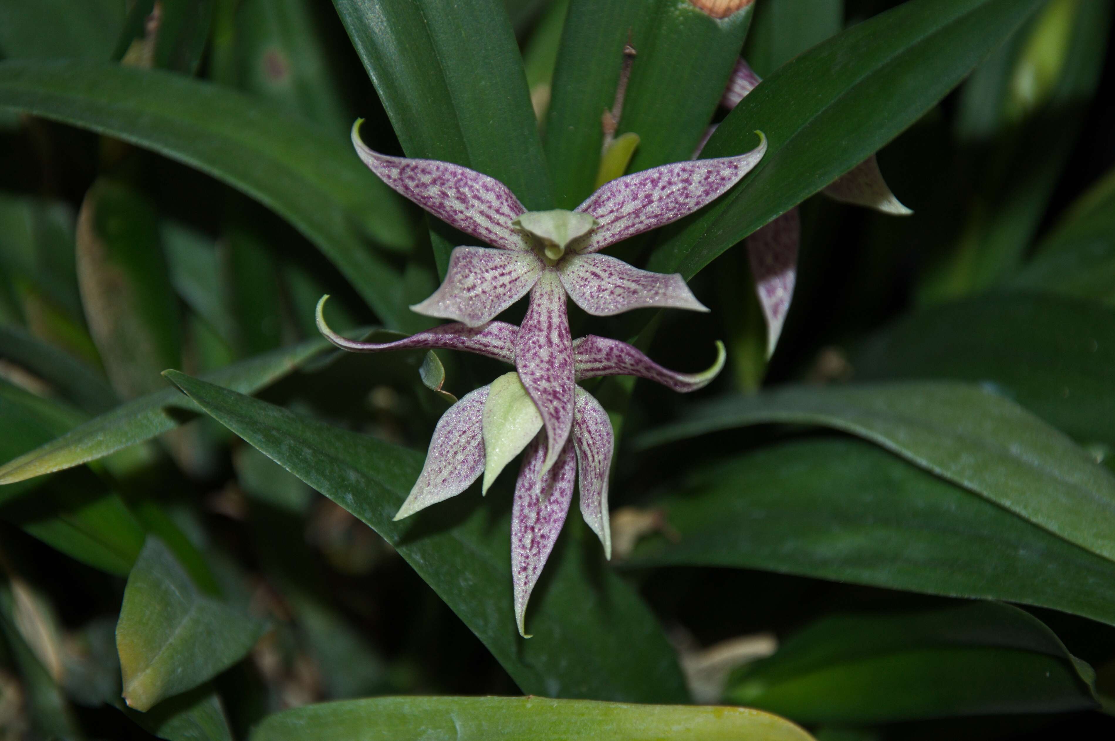 Image of appendage orchid