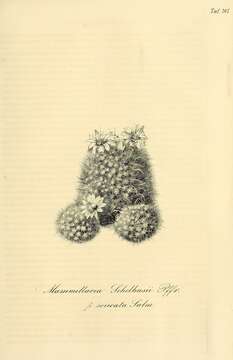 Image of Mammillaria crinita subsp. leucantha (Boed.) D. R. Hunt