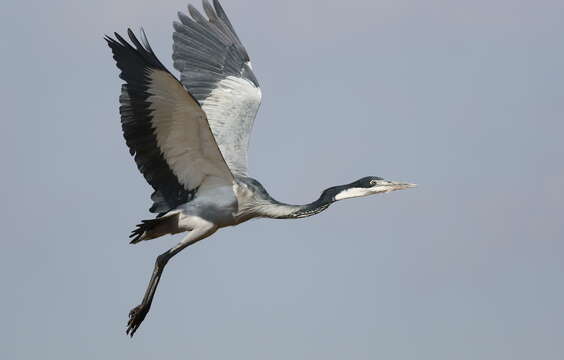 Image of Ardea Linnaeus 1758