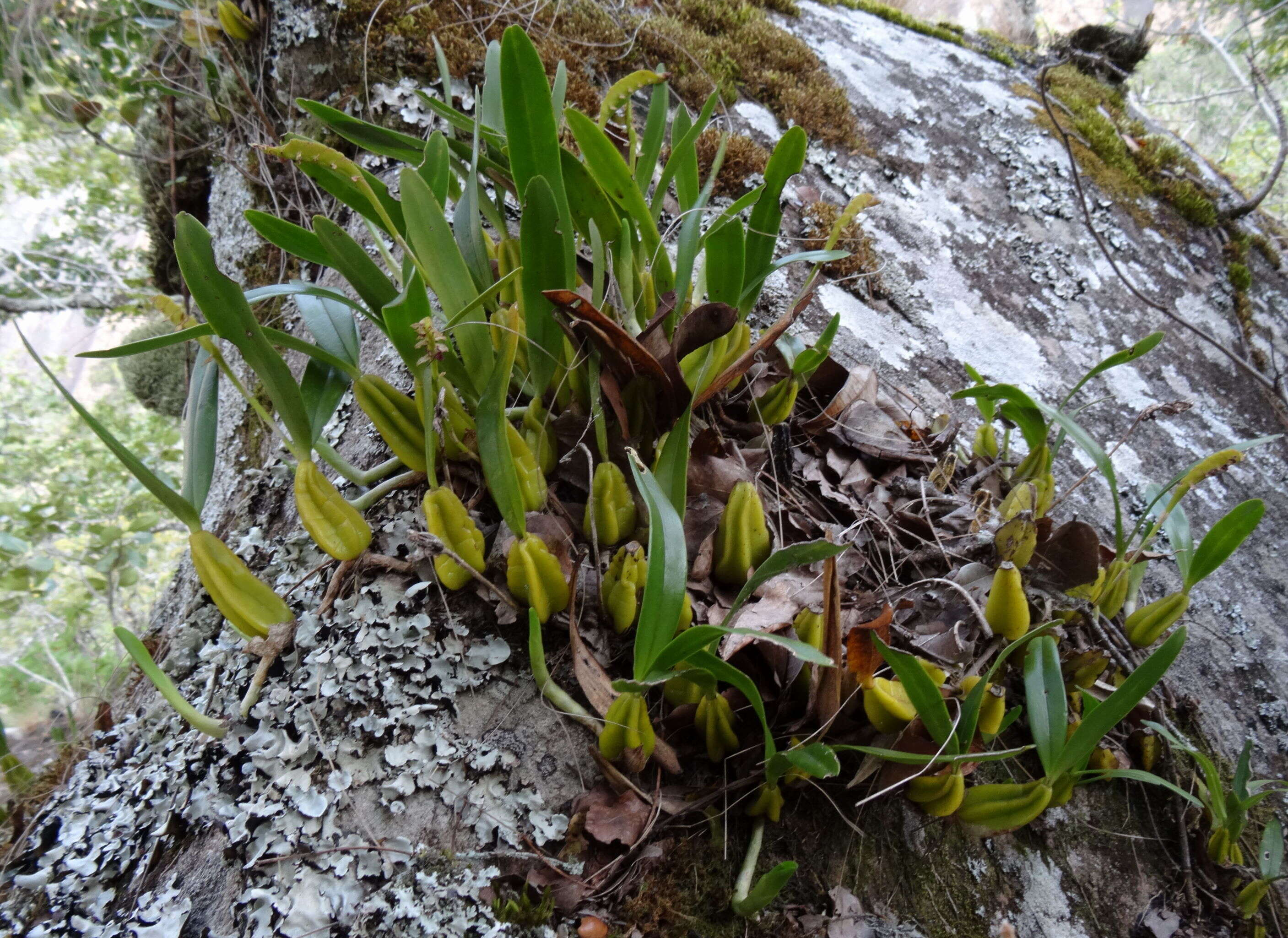Image de Bulbophyllum sandersonii (Hook. fil.) Rchb. fil.