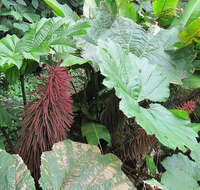 صورة Gunnera insignis (Oerst.) Oerst.