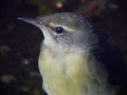 Image de Motacilla Linnaeus 1758