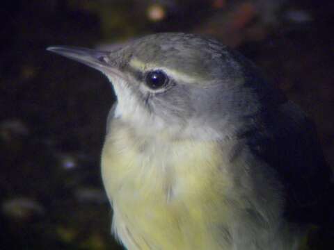 Image of Grey Wagtail