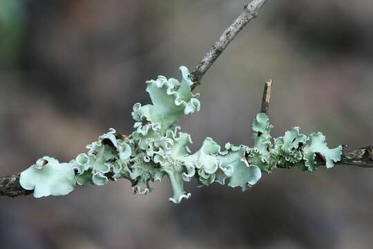 Image of Ruffle lichens