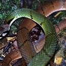 Image of Black-banded Keelback