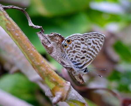 Image of Leptotes pirithous insulanus