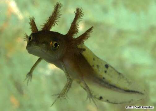 Image of Crested and marbled newts