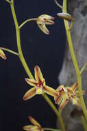 Image of Boat orchids