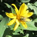 Image of Pale-Leaf Woodland Sunflower