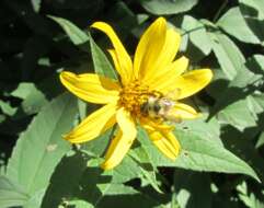 Image of Pale-Leaf Woodland Sunflower