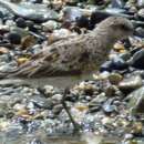 Image of Least Sandpiper