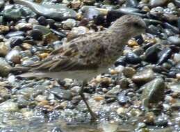 Image of Calidris Merrem 1804