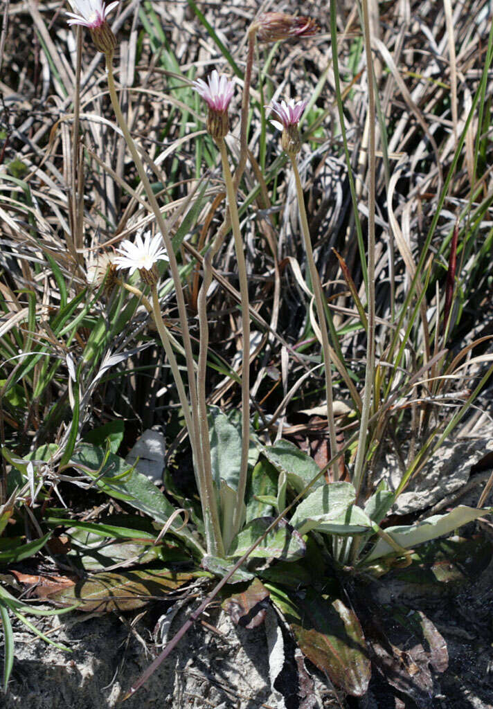 Image of woolly sunbonnets