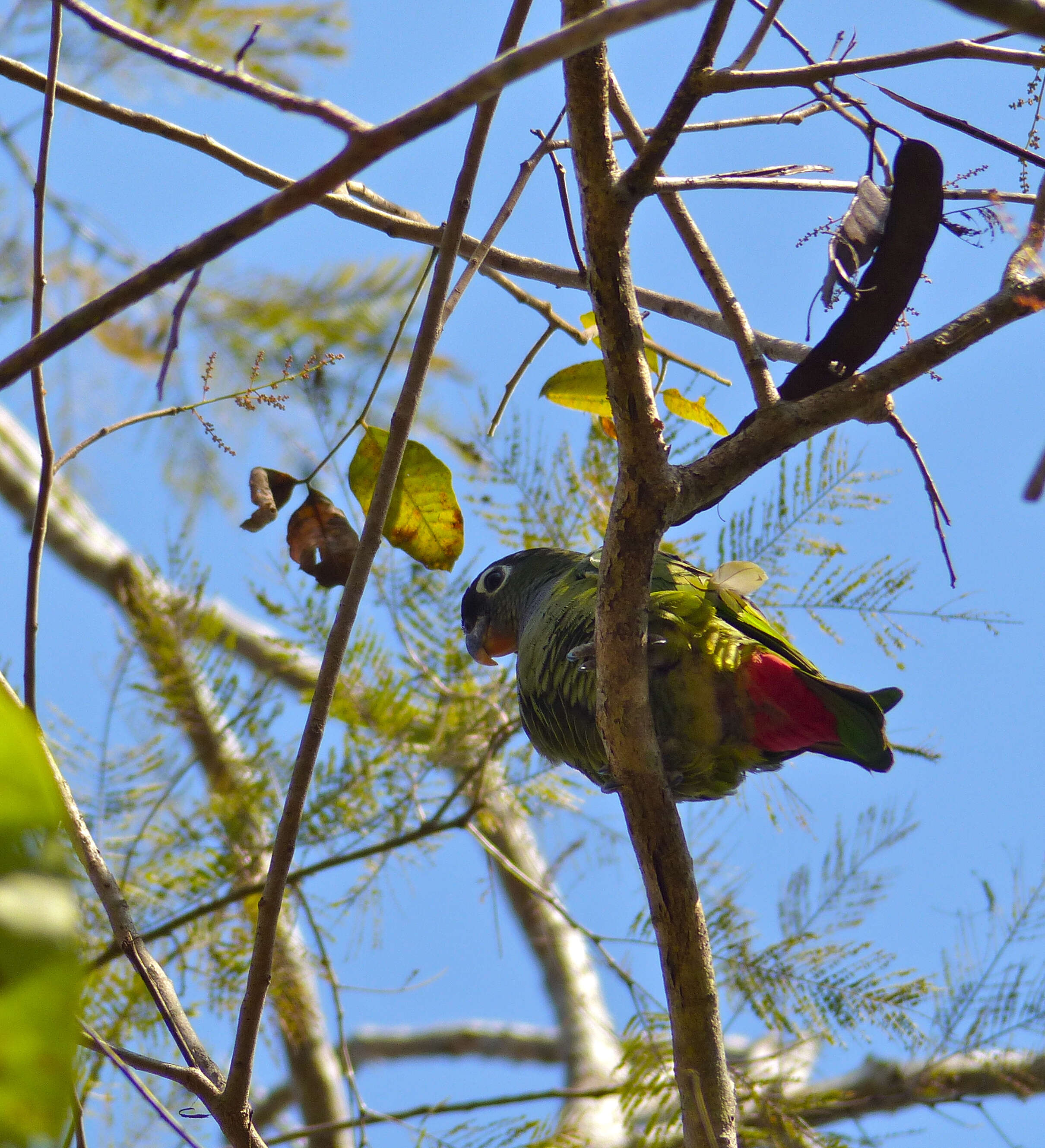 Image of Pionus Wagler 1832