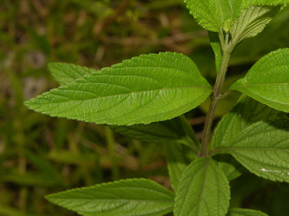 Image of threeleaf shrubverbena