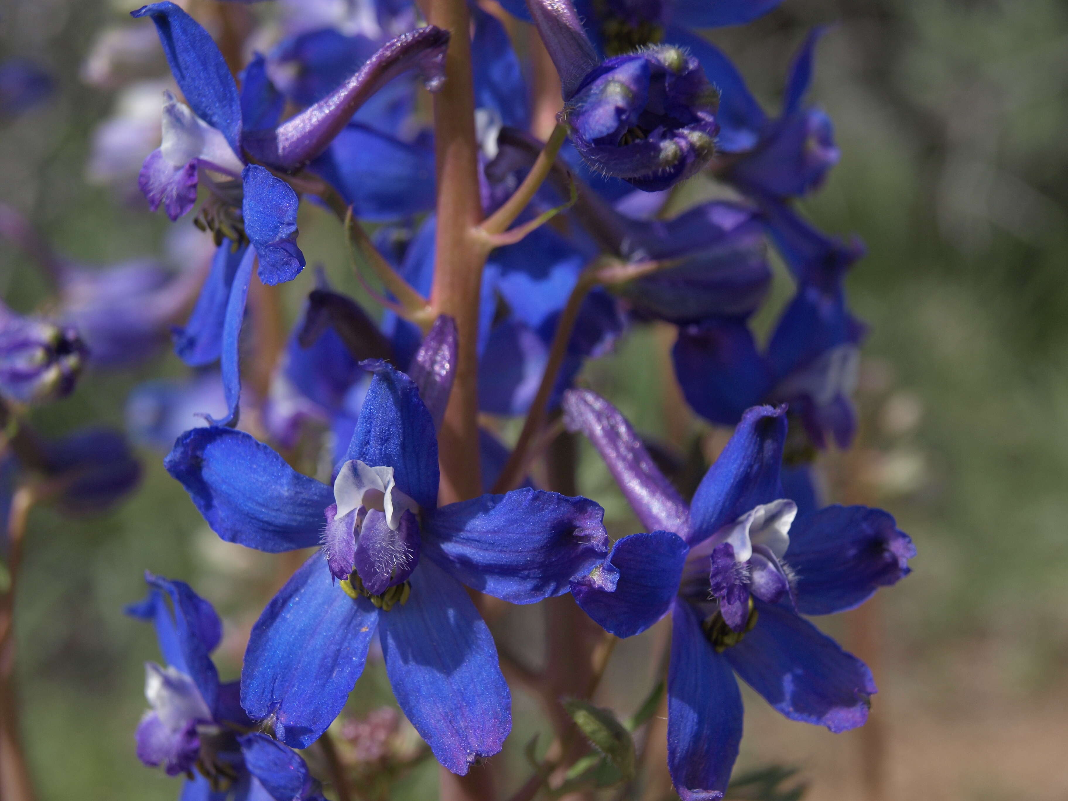 Image of Anderson's larkspur