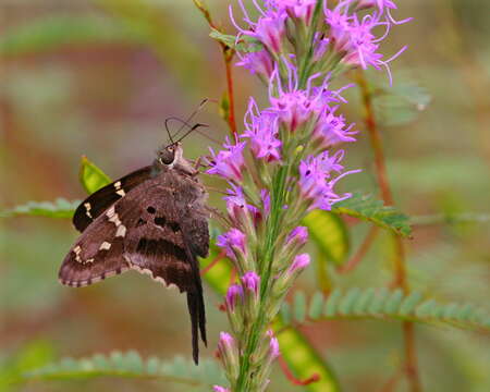 Image of Long-tailed Skipper