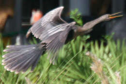 Image of anhingas and darters