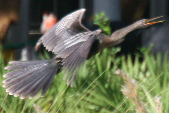 Image de Anhinga d'Amérique