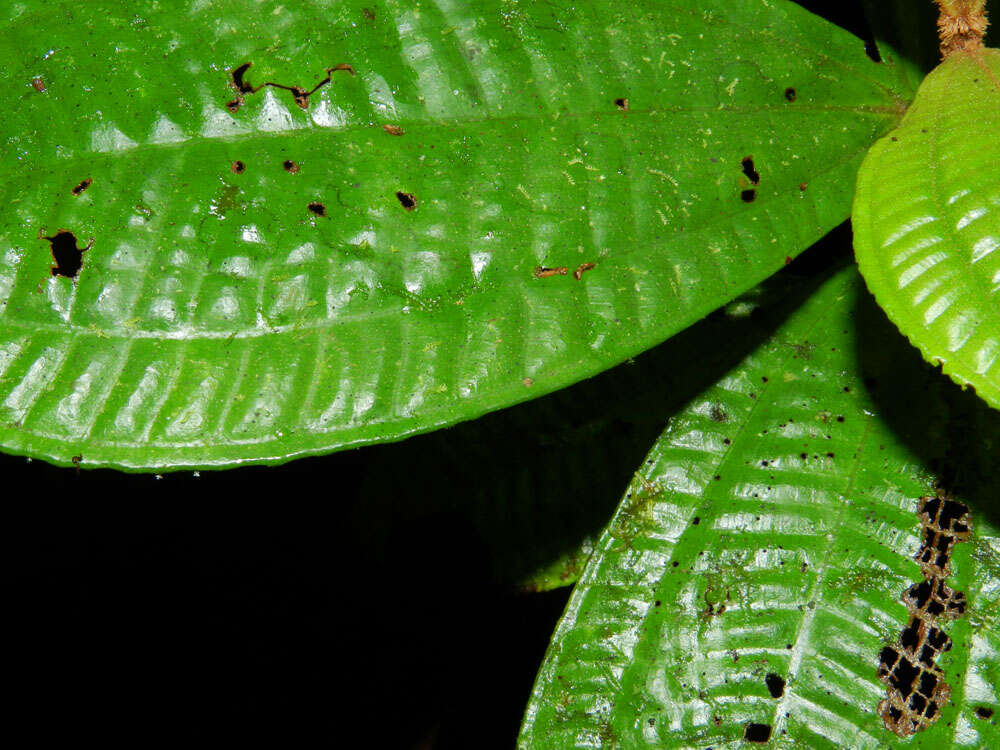 Imagem de Miconia approximata Gamba & Almeda