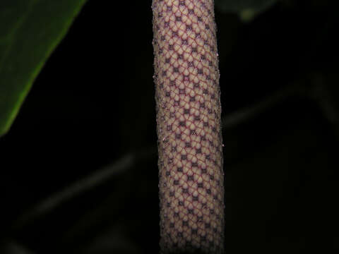 Image of Anthurium hacumense Engl.