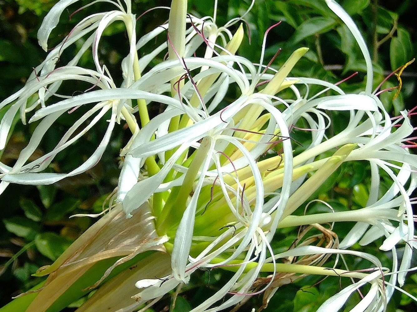 Imagem de Crinum