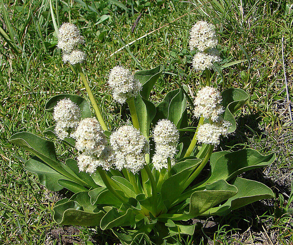 Image of Valeriana macrorhiza Poepp. ex DC.