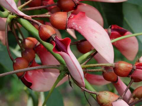 Image of Coral tree