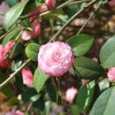 Imagem de Camellia japonica L.