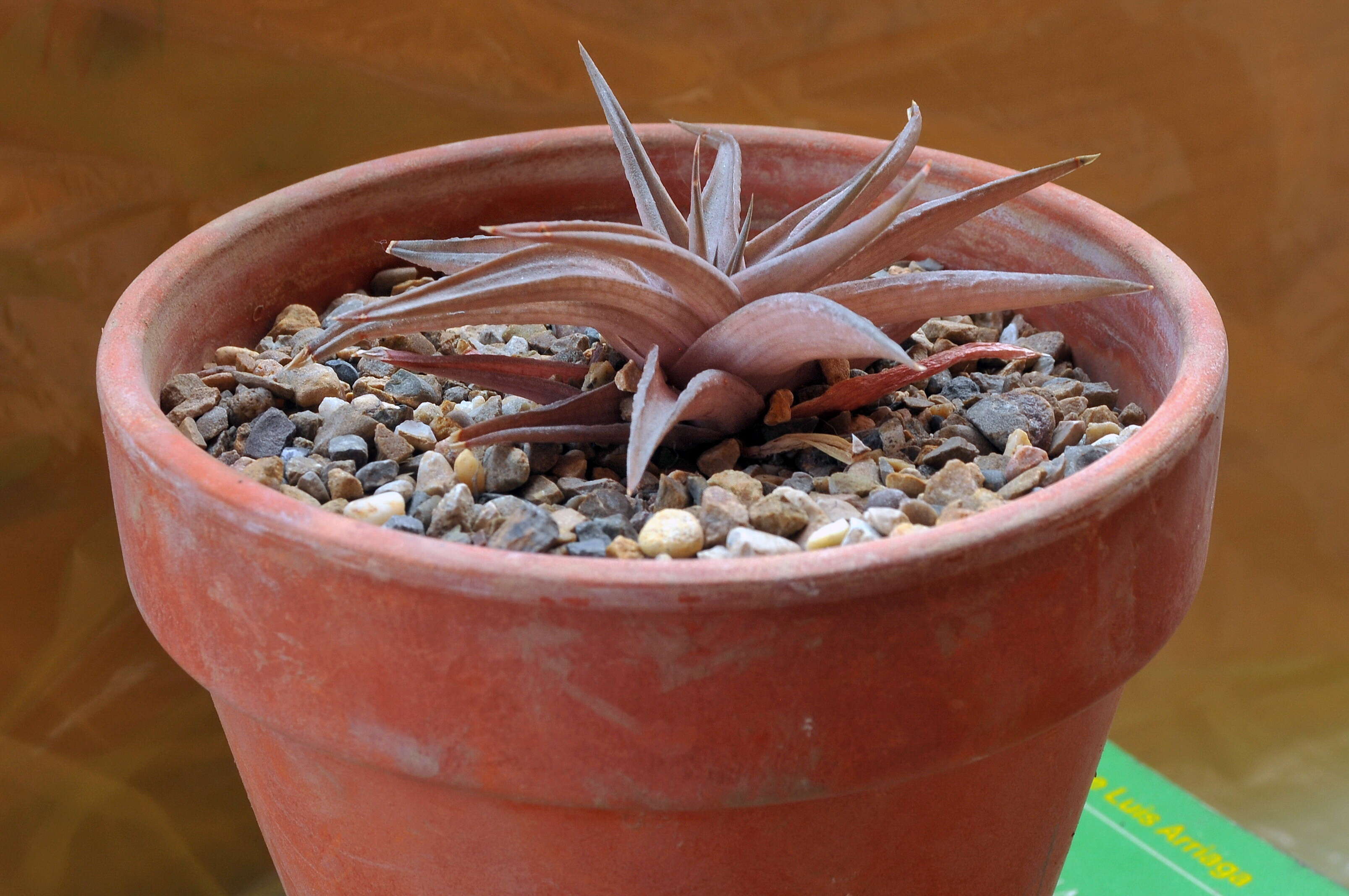 Image of Haworthiopsis limifolia (Marloth) G. D. Rowley