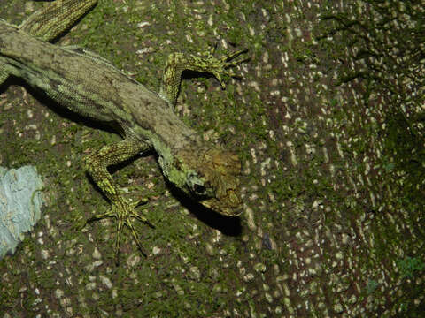 Image of Bighead Anole