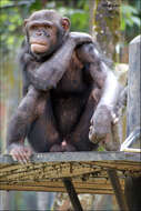 Image of Chimpanzees