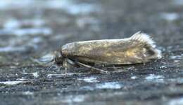 Image of Glyphipterix fuscoviridella Haworth 1812