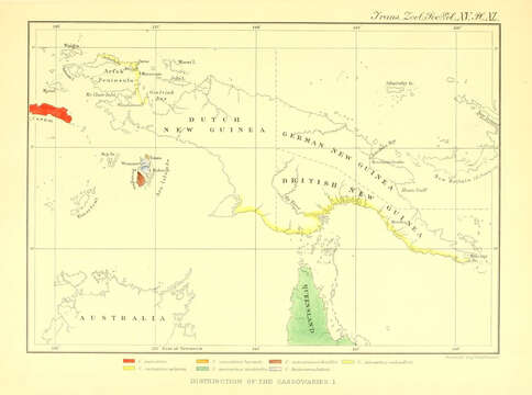 Image of cassowaries and relatives