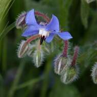 Image of borage