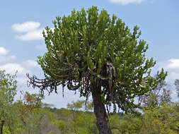 Sivun Euphorbia cooperi N. E. Br. ex A. Berger kuva