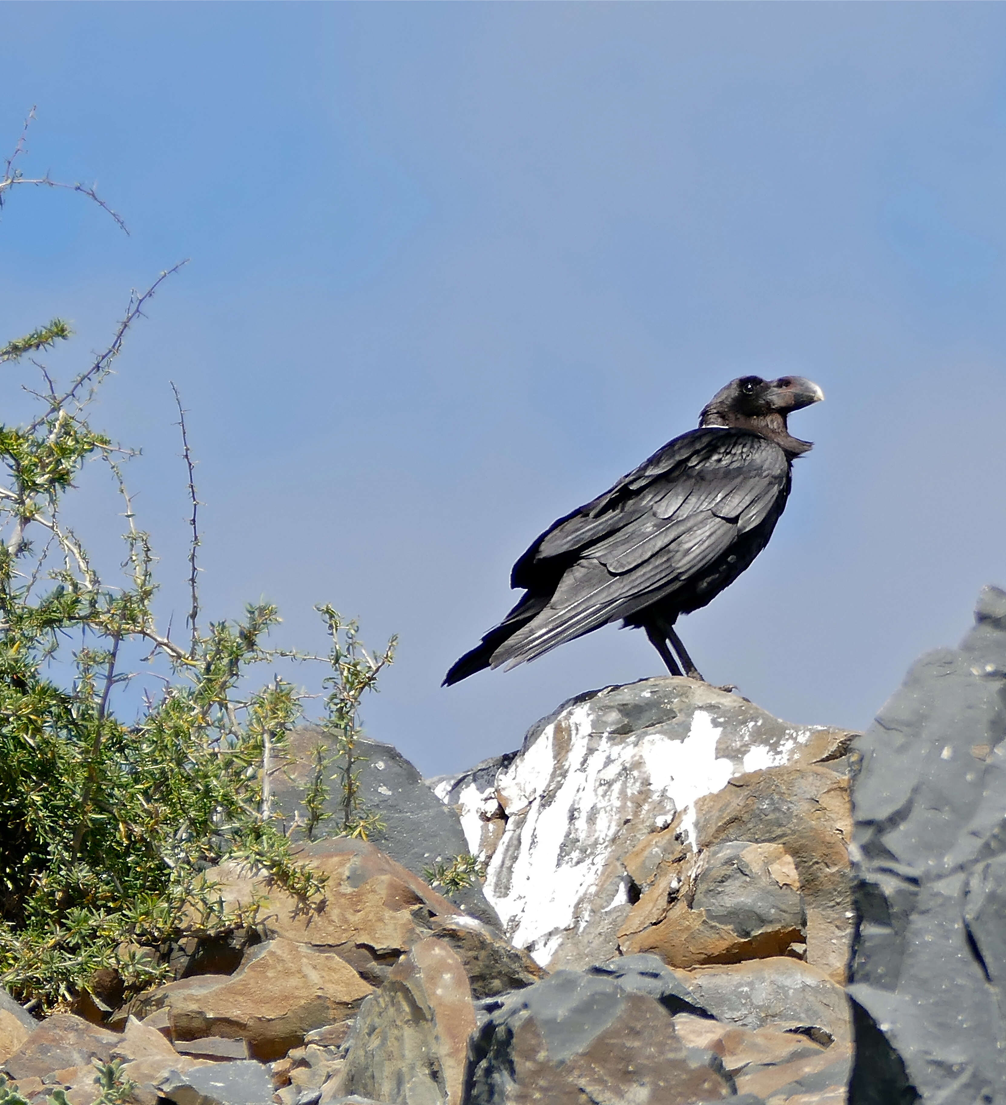 Слика од Corvus albicollis Latham 1790