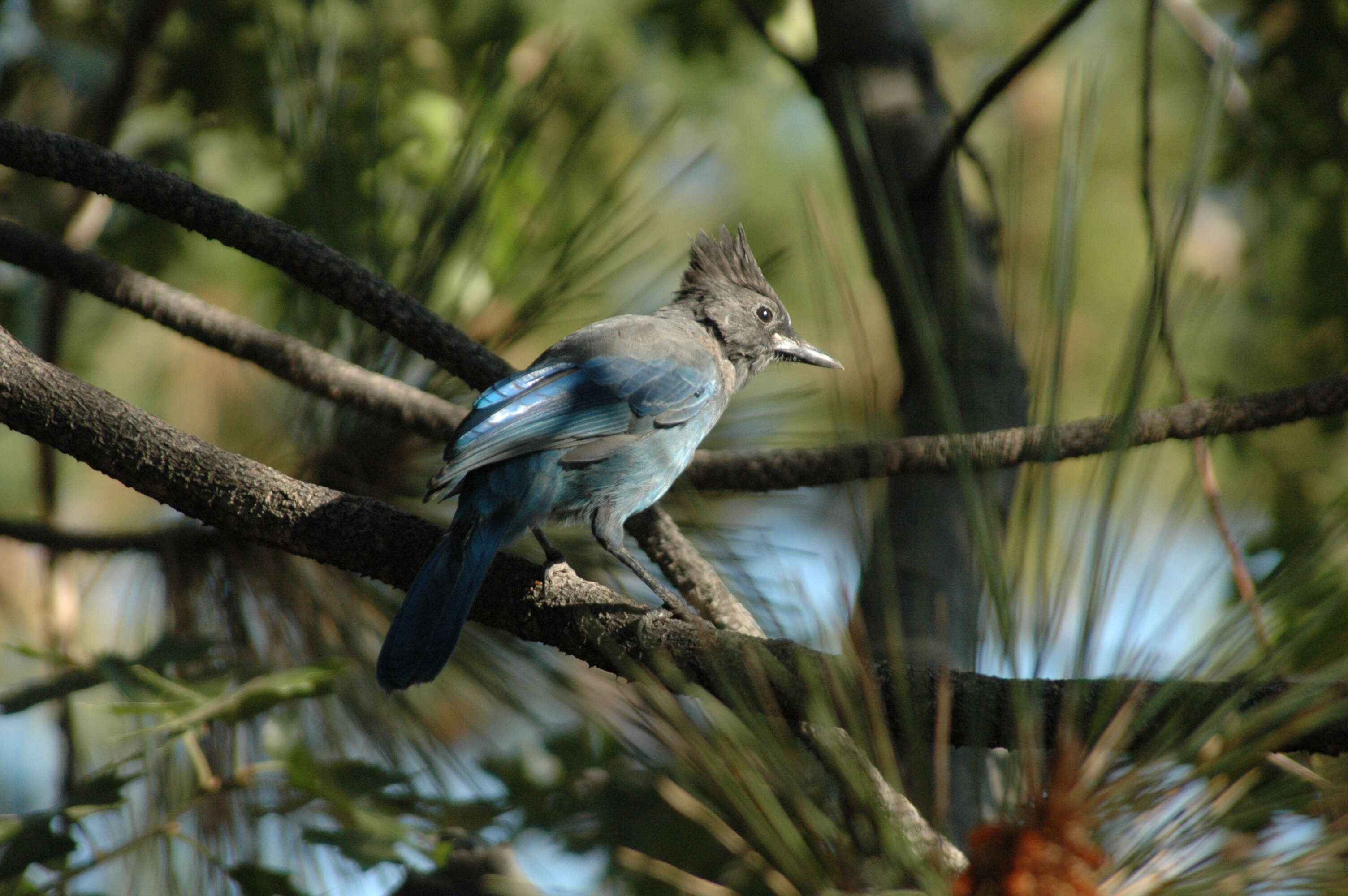 Image of Cyanocitta Strickland 1845