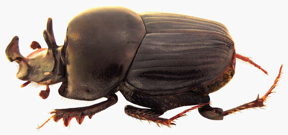 Image of Onthophagus (Matashia) galeatus Boucomont 1919