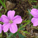 Image of Geranium berteroanum Colla