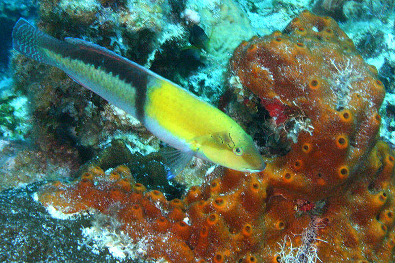 Image of Yellowhead Wrasse