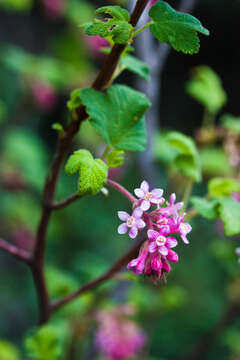 Image of chaparral currant