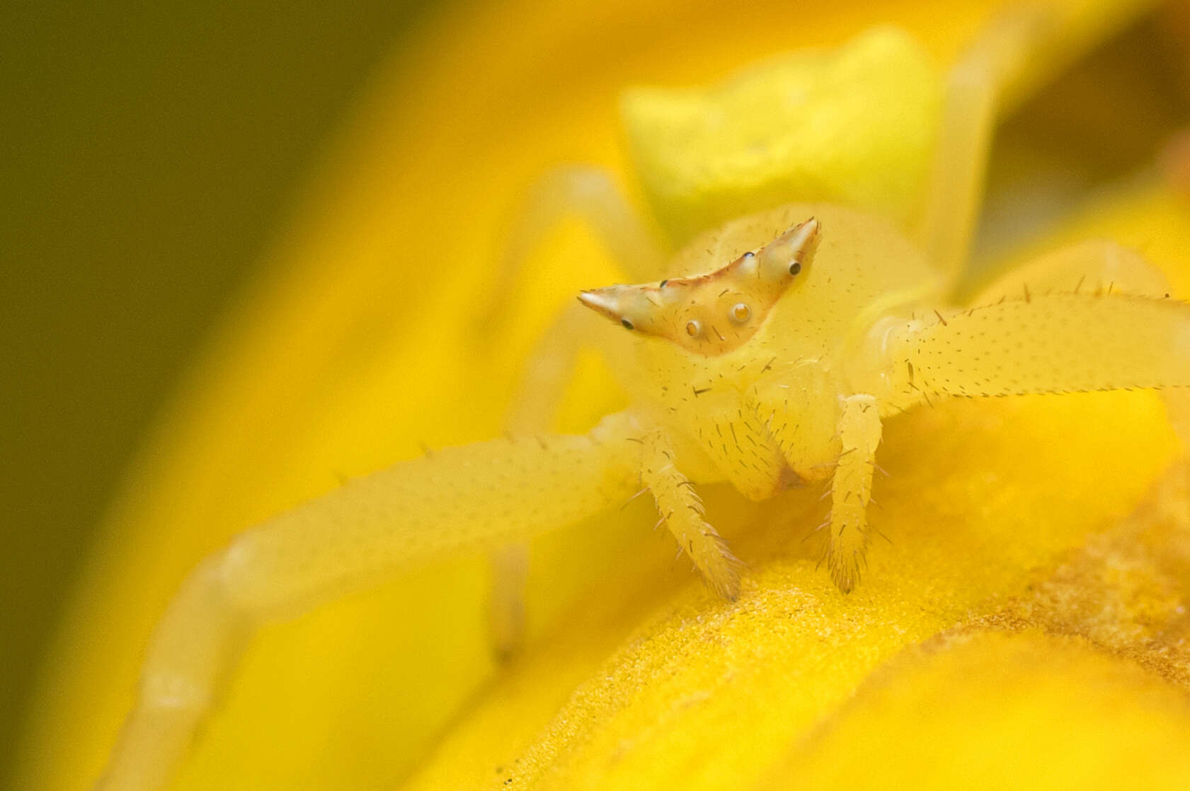 Image of Flower Crab Spiders