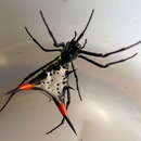 Image of Micrathena schreibersi (Perty 1833)